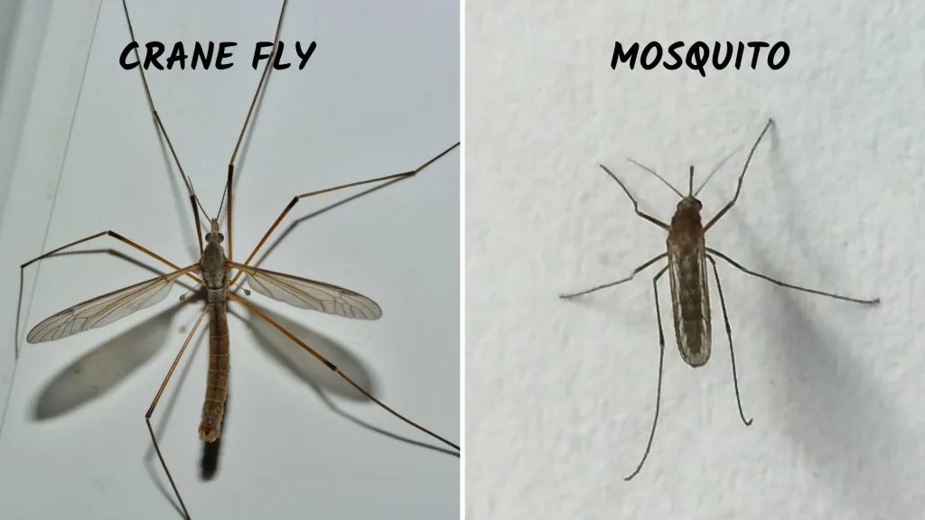 mosquito vs crane fly