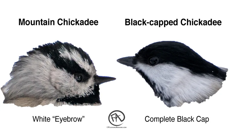 Mountain Chickadee