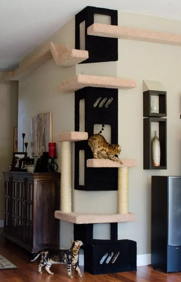 Nebelung apartment living