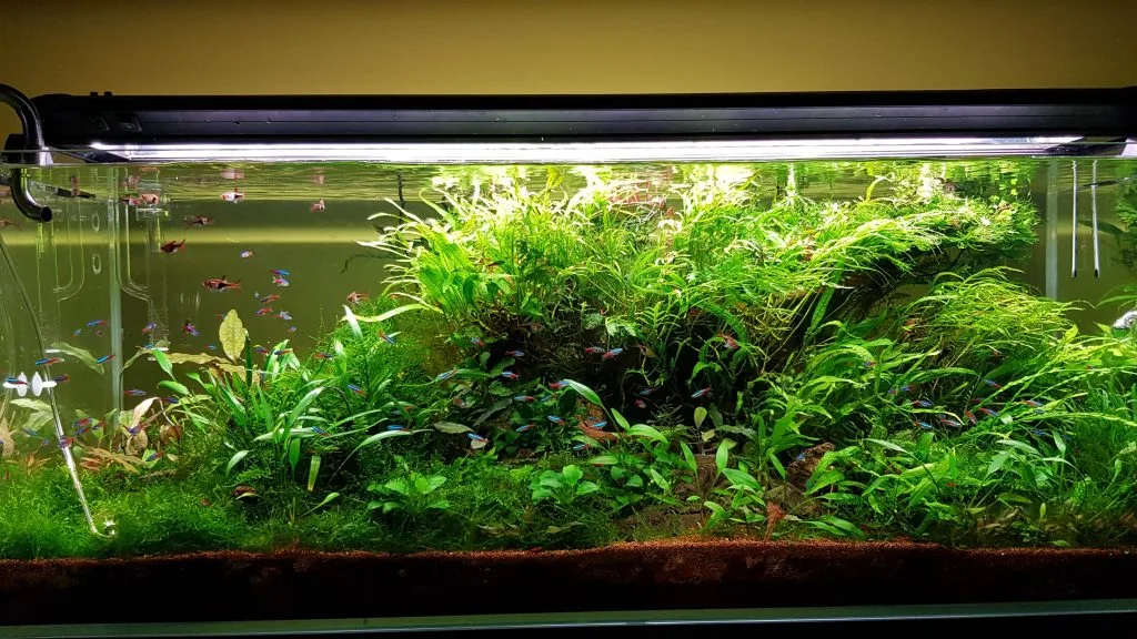 Neon Tetra aquarium setup