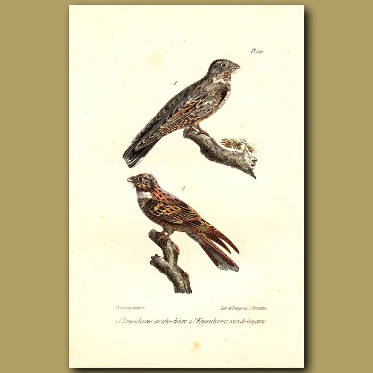 nightjar