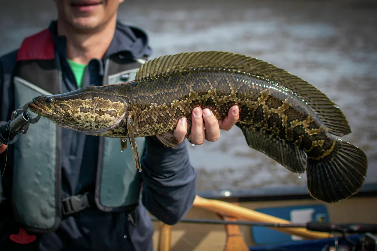 Northern Snakehead