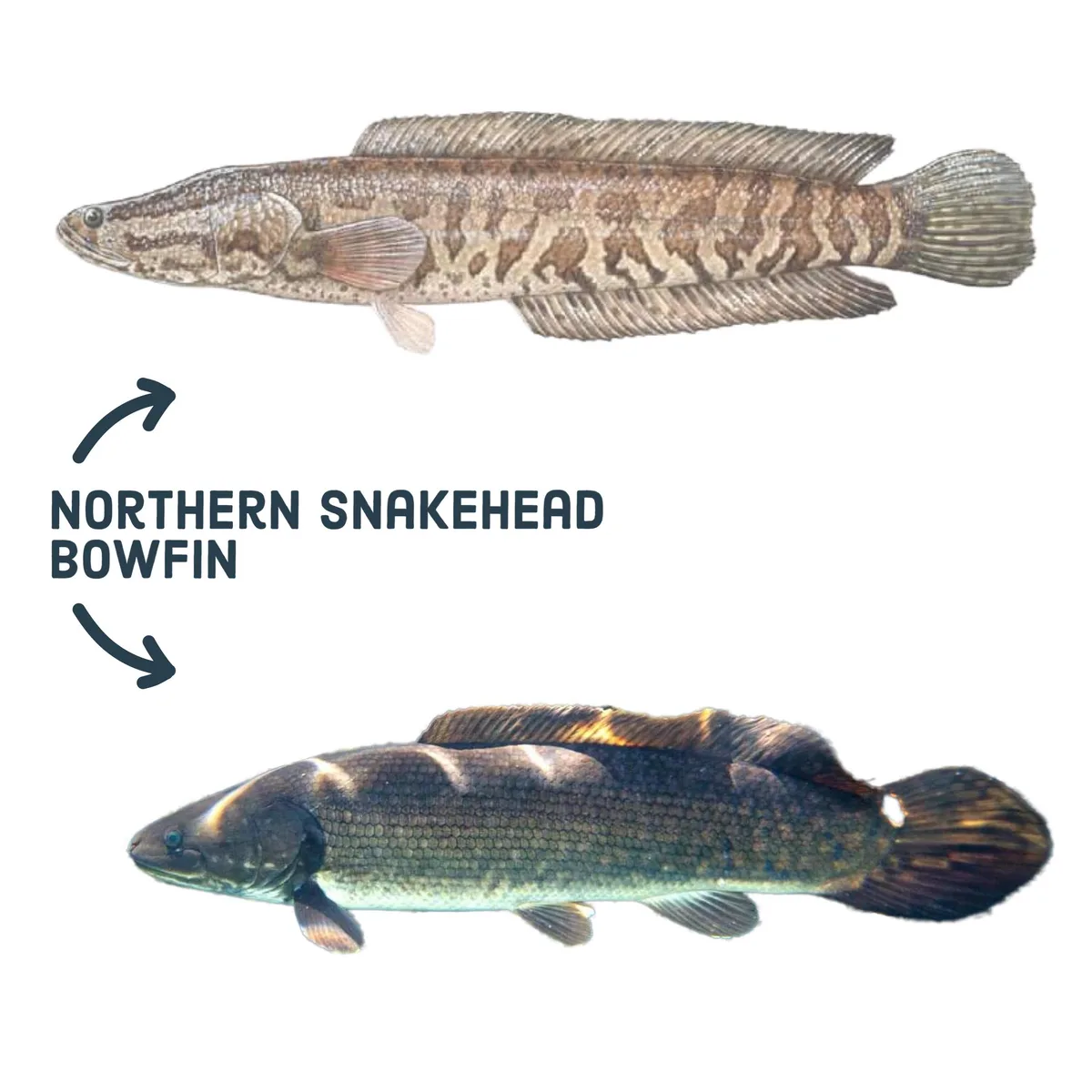 Northern Snakehead vs Bowfin