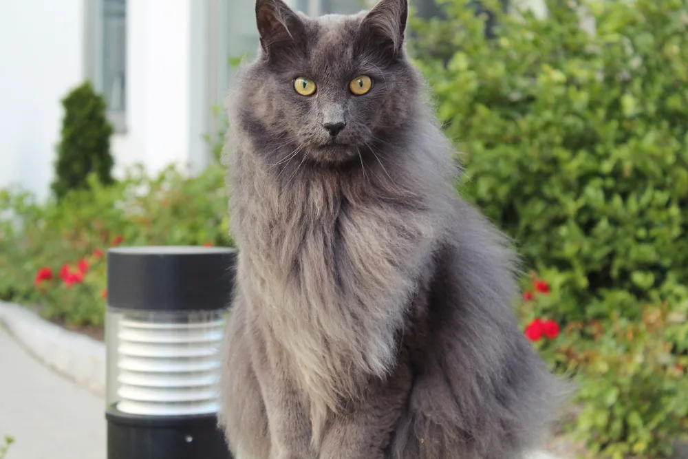 Norwegian Forest Cat vs Nebelung comparison