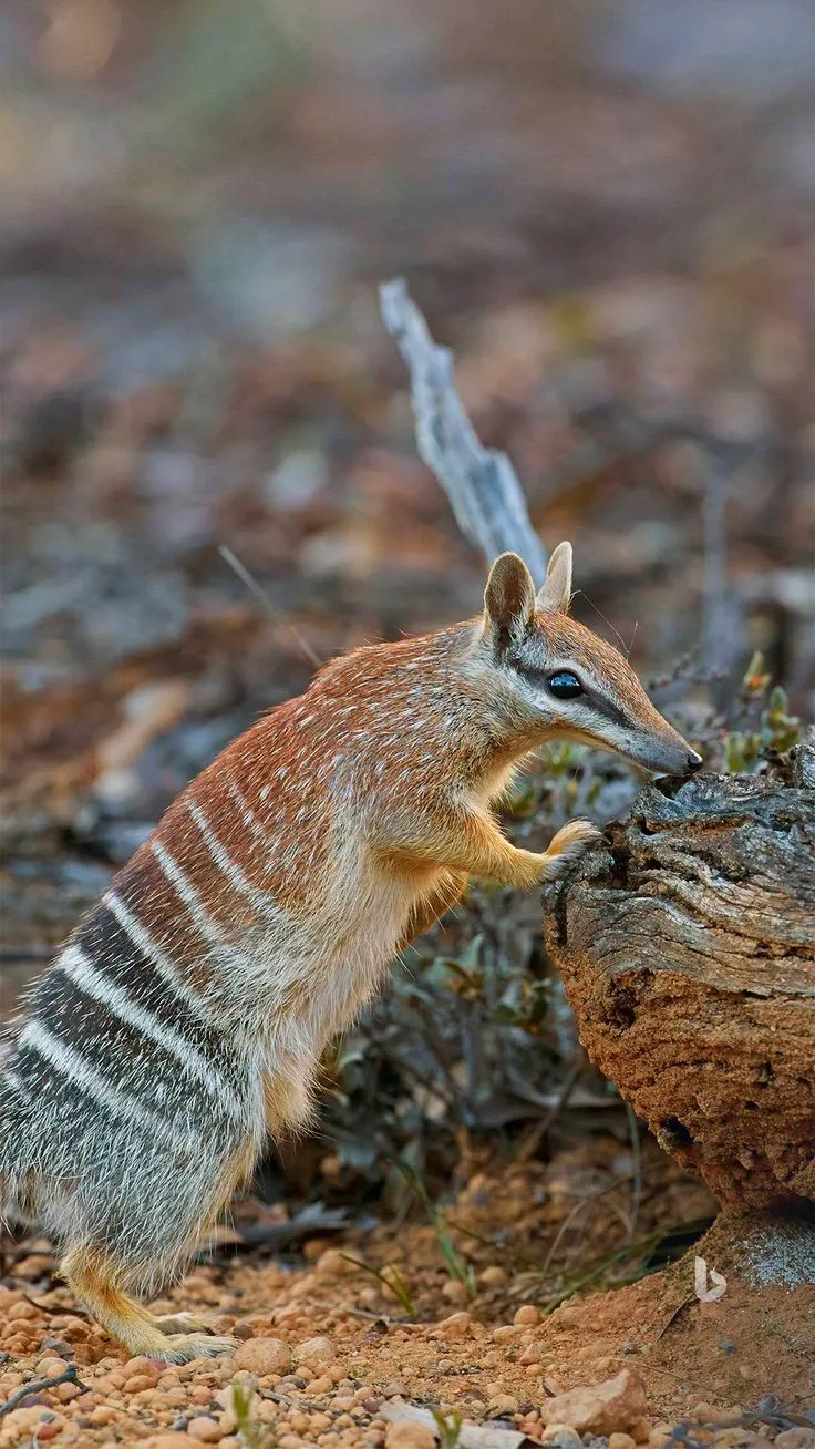numbat