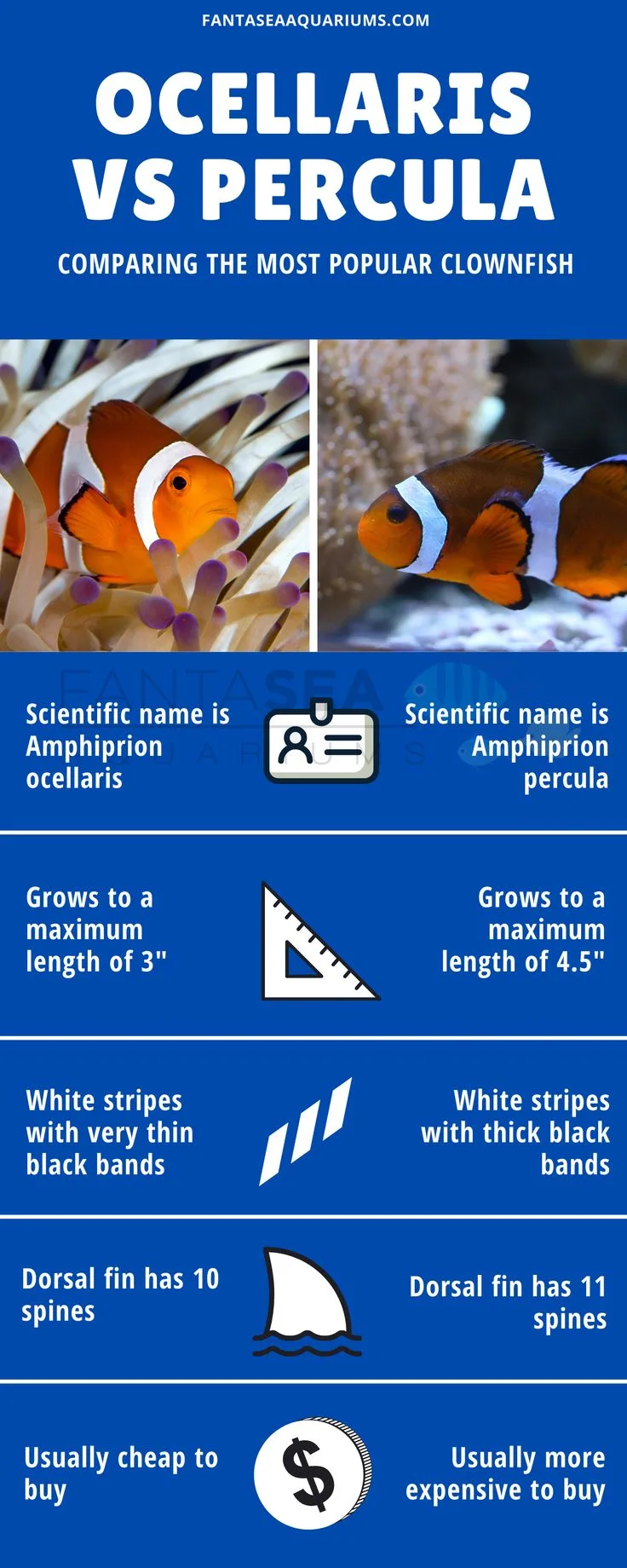 Ocellaris clownfish vs Percula