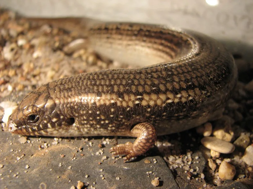 ocellated skink
