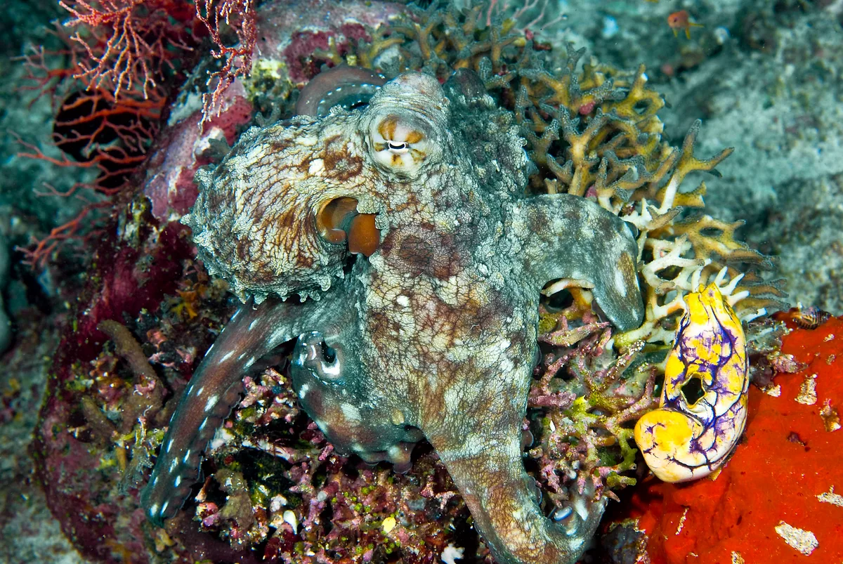 octopus