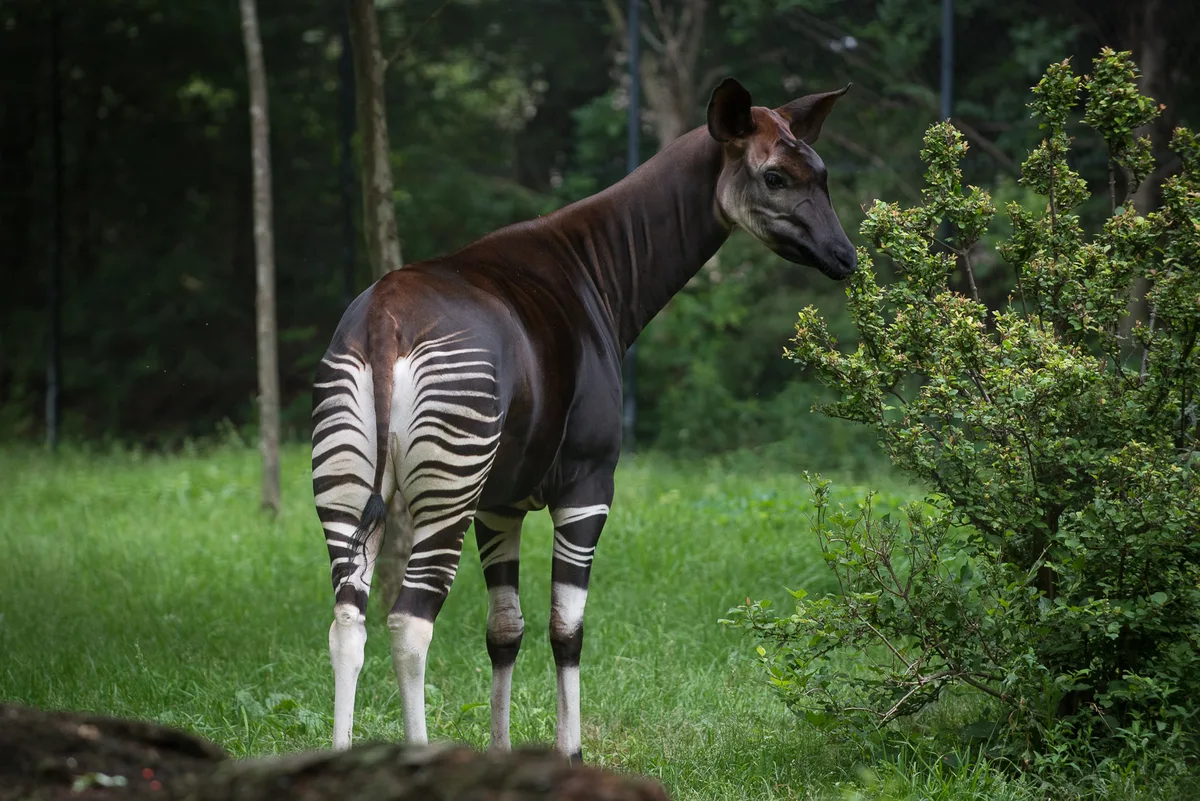 okapi