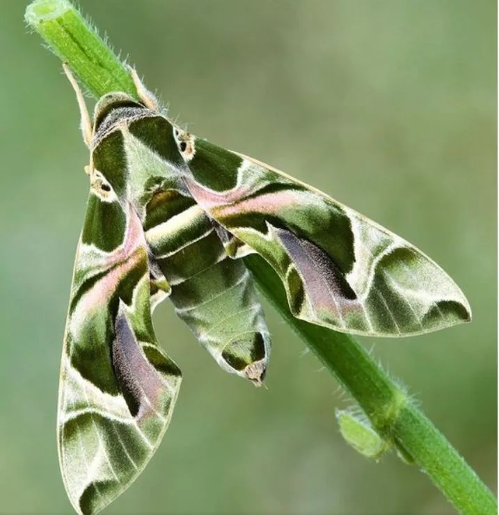 oleander hawk moth