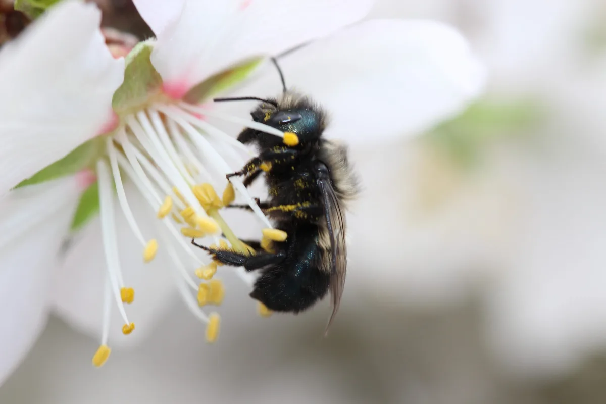 orchard mason bee