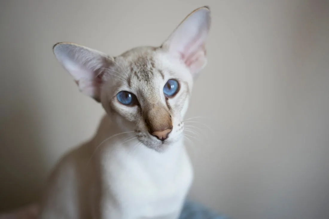 Oriental Shorthair