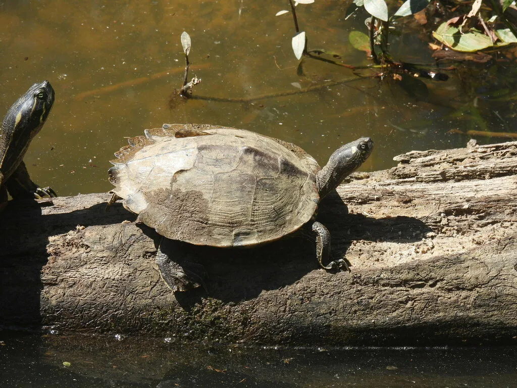 ouachita map turtle