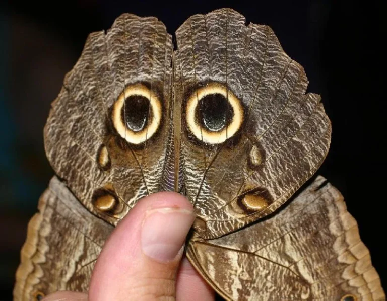 owl butterfly wings