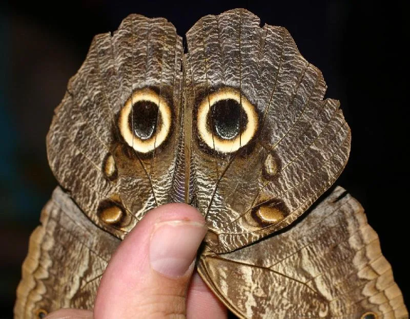 owl butterfly wings