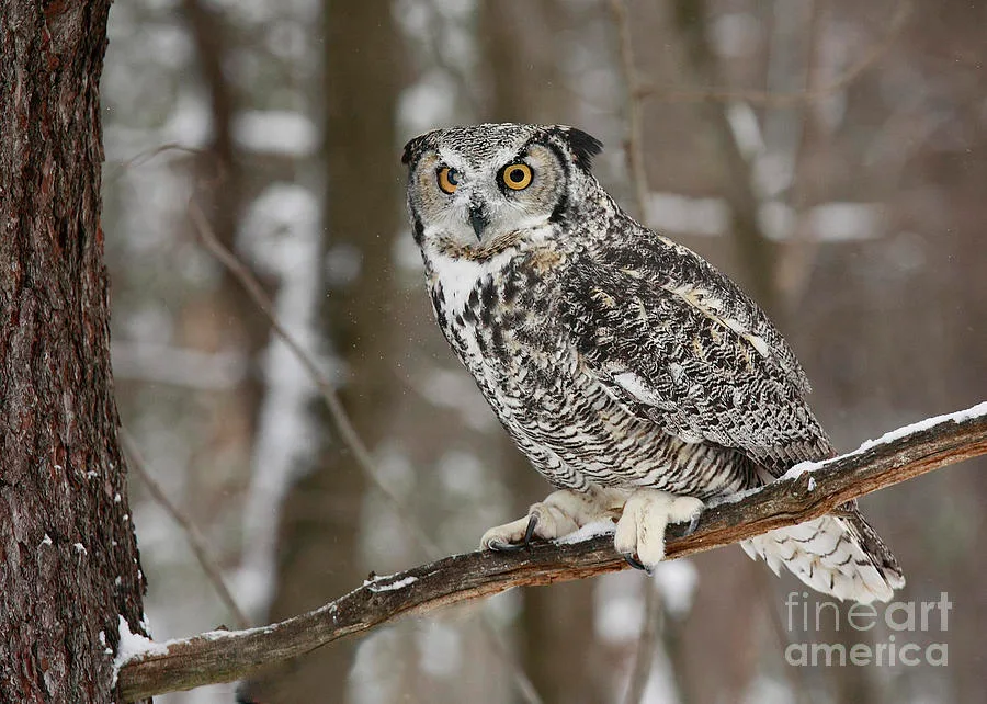 owl
