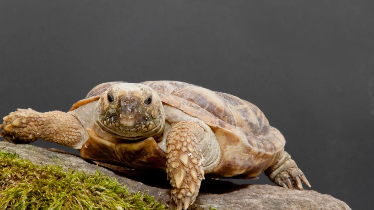 pancake tortoise