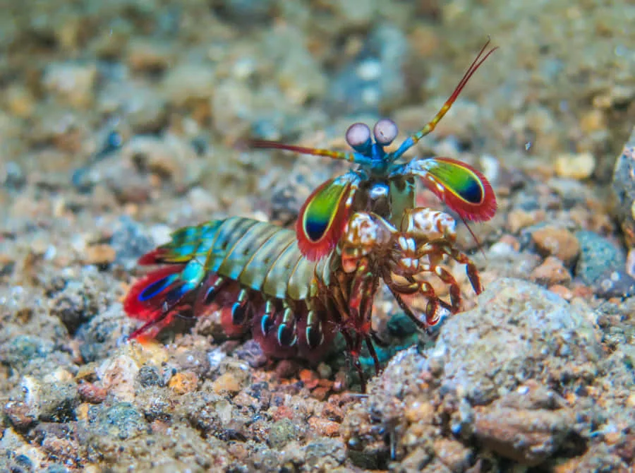 Peacock Mantis Shrimp