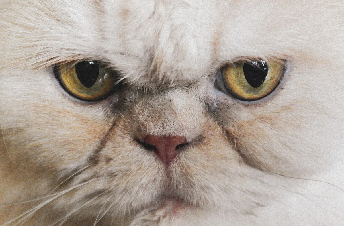 Persian cat