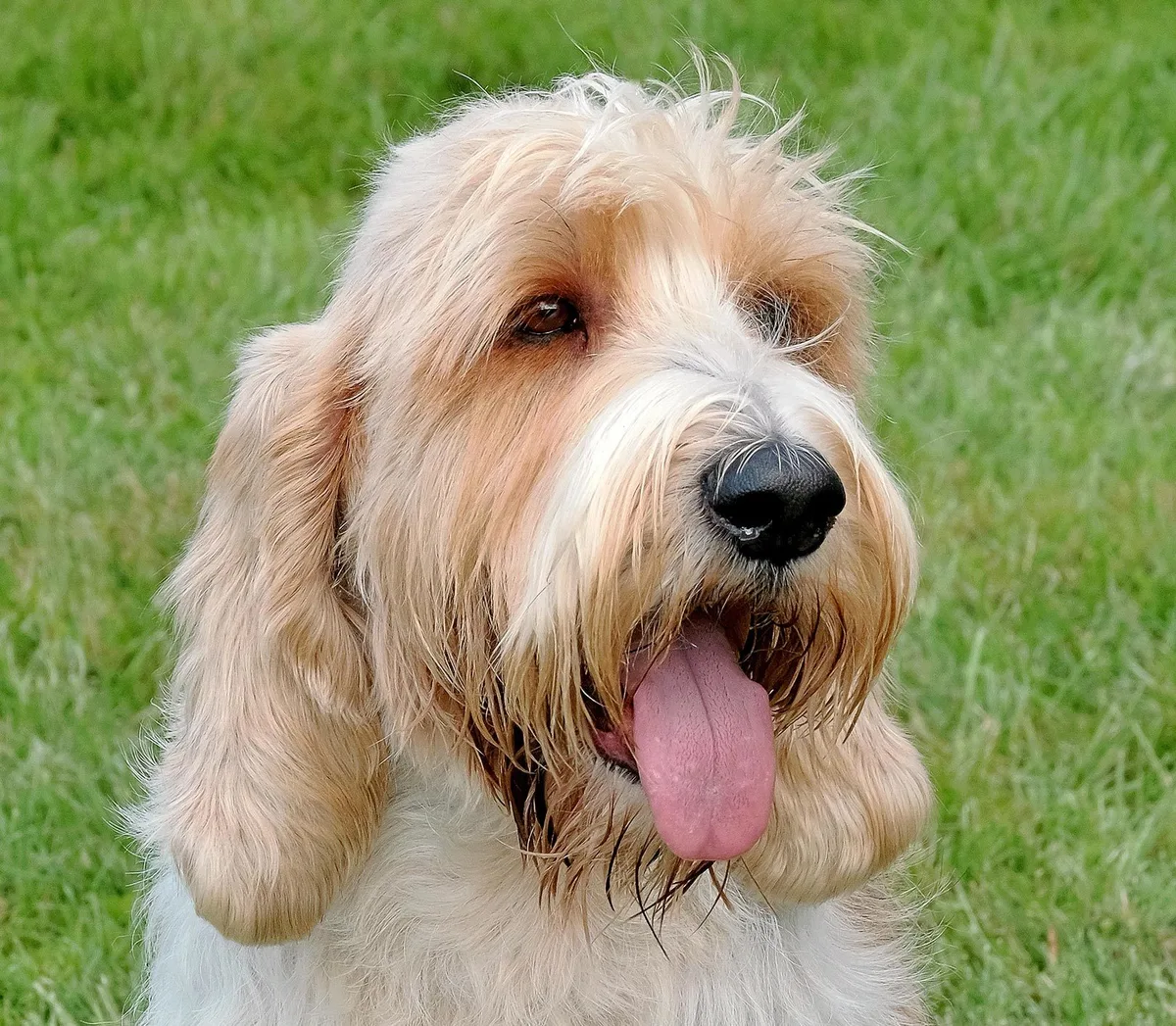 Petit Basset Griffon Vendéen