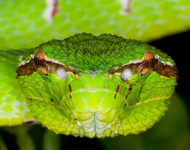 pit viper