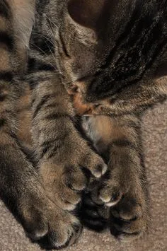 Pixie-Bob cat