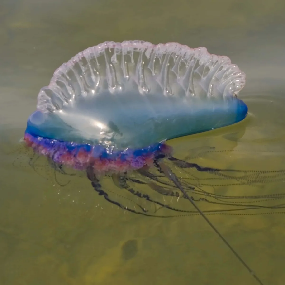 Portuguese Man O' War