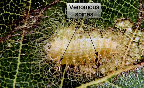 puss caterpillar venomous appearance