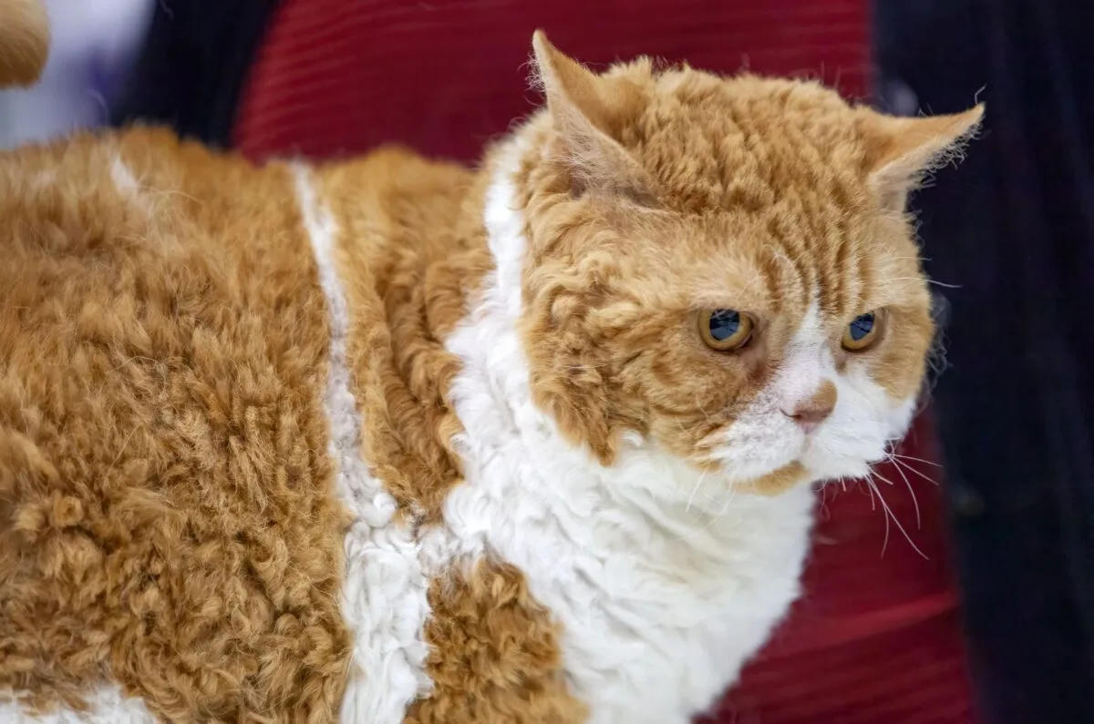 Qooperl cat