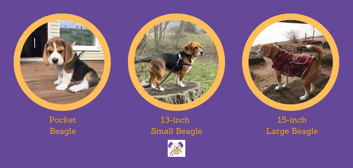 Queen Elizabeth Pocket Beagle