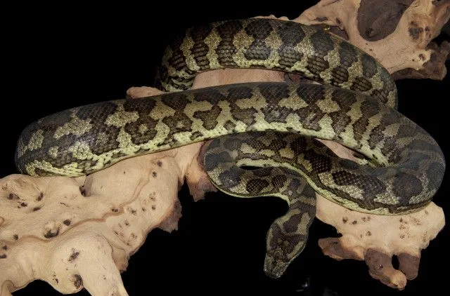Queensland Carpet Python