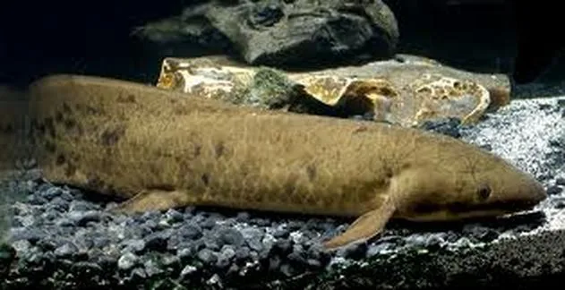 Queensland Lungfish