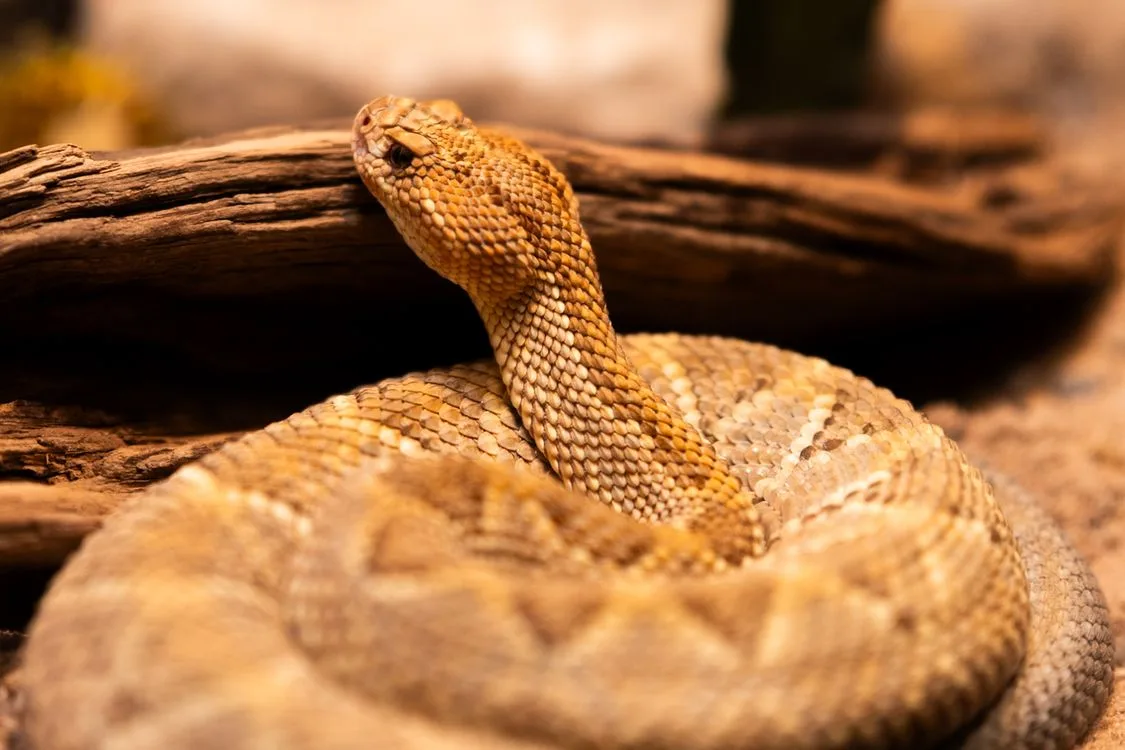 Querétaro Rattlesnake