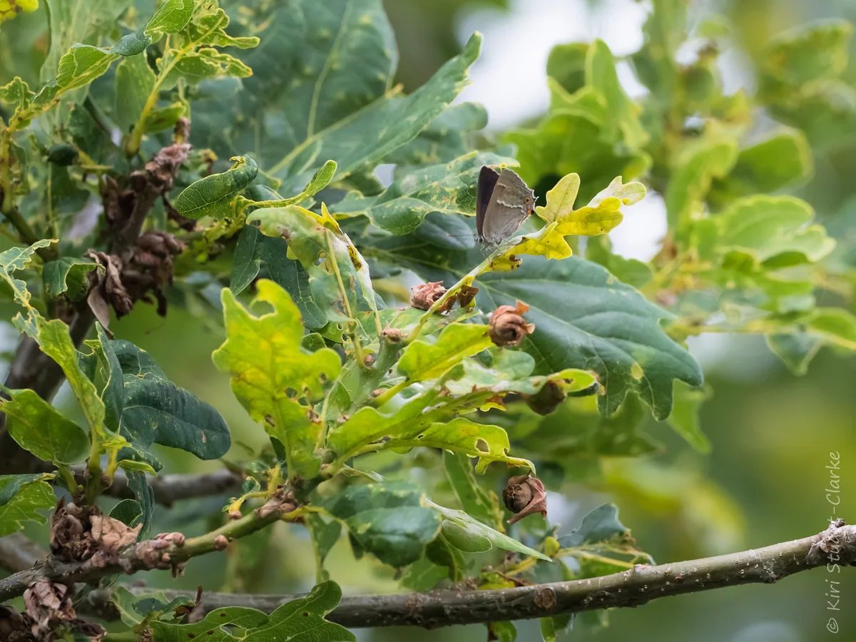 Quercusia quercus Purple Hairstreak butterfly