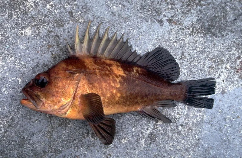 Quillback Rockfish