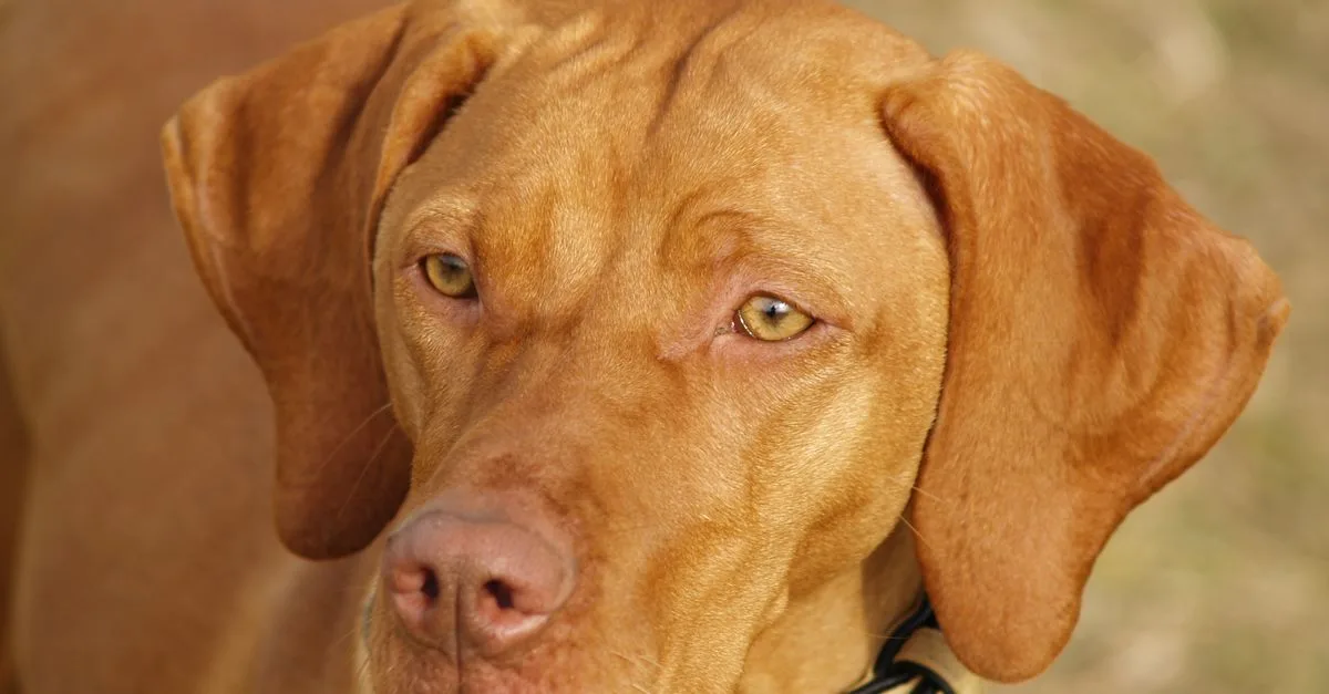 Quisteblood Dog