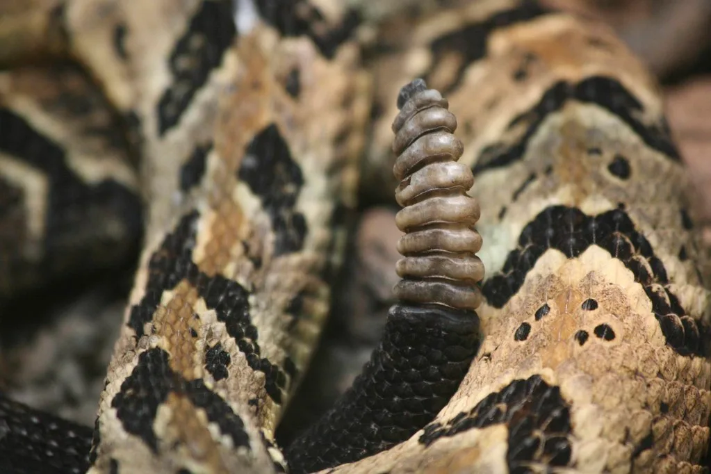 rattlesnake