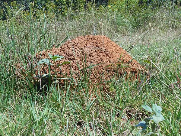 Red Imported Fire Ant