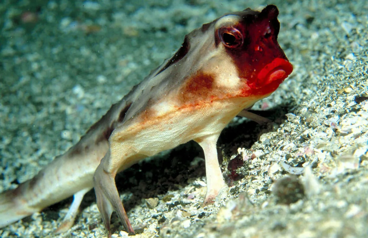 red-lipped batfish