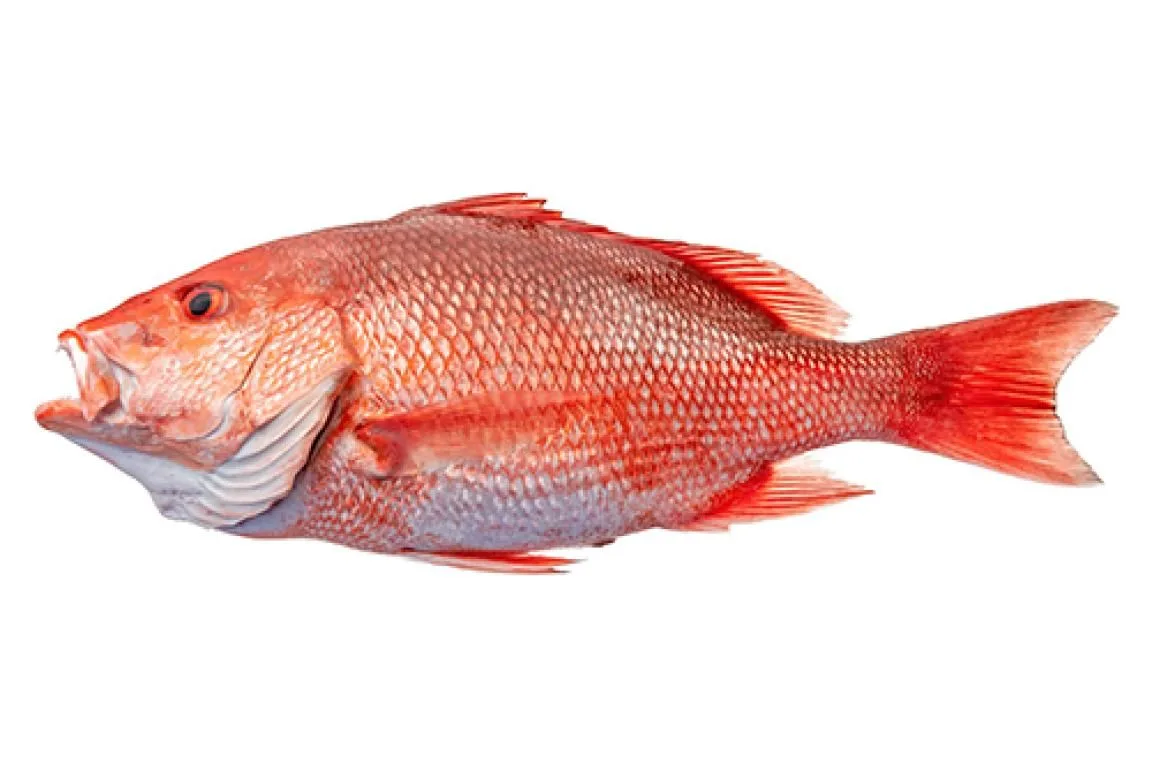 red snapper fish