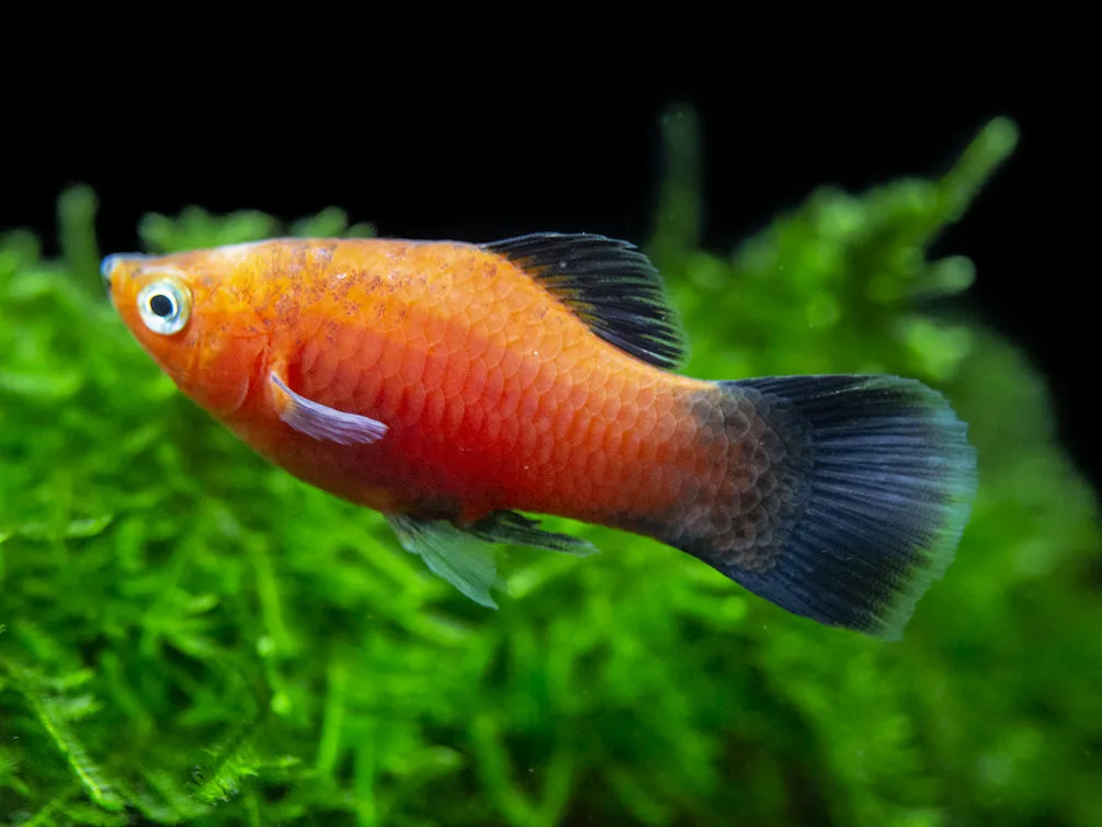 Red Wag Platy
