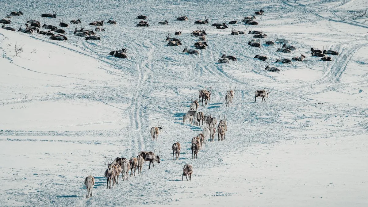 Reindeer