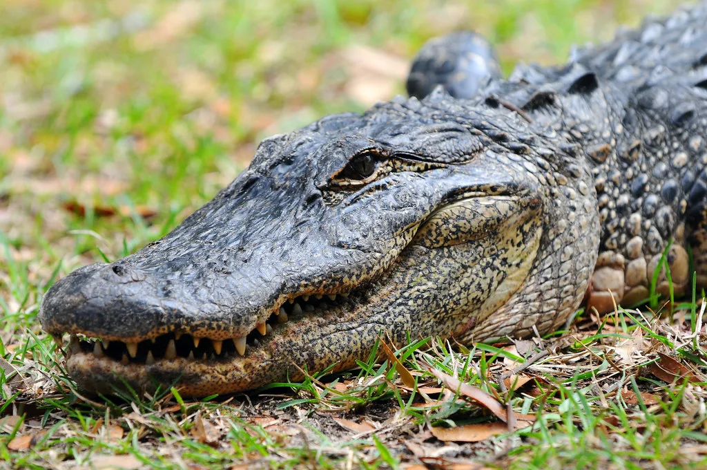 reptiles that start with a