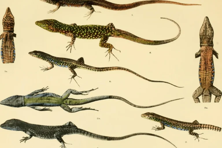 reptiles that start with l