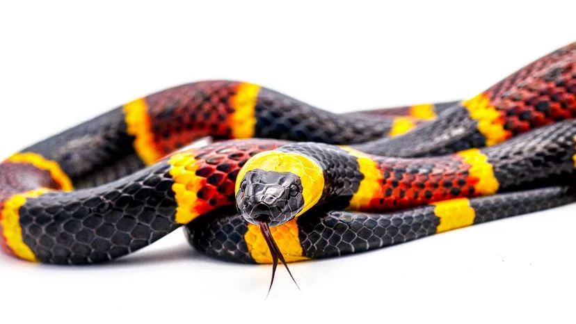 reptiles that start with m