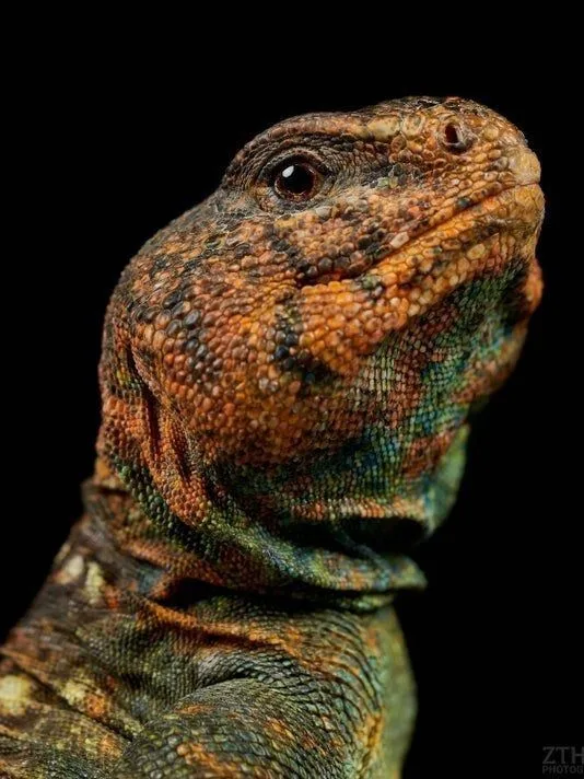reptiles that start with o