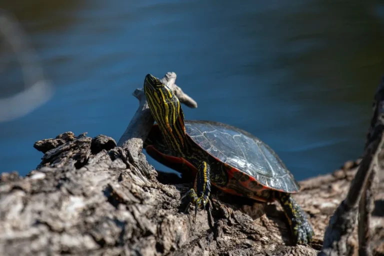 reptiles that start with p