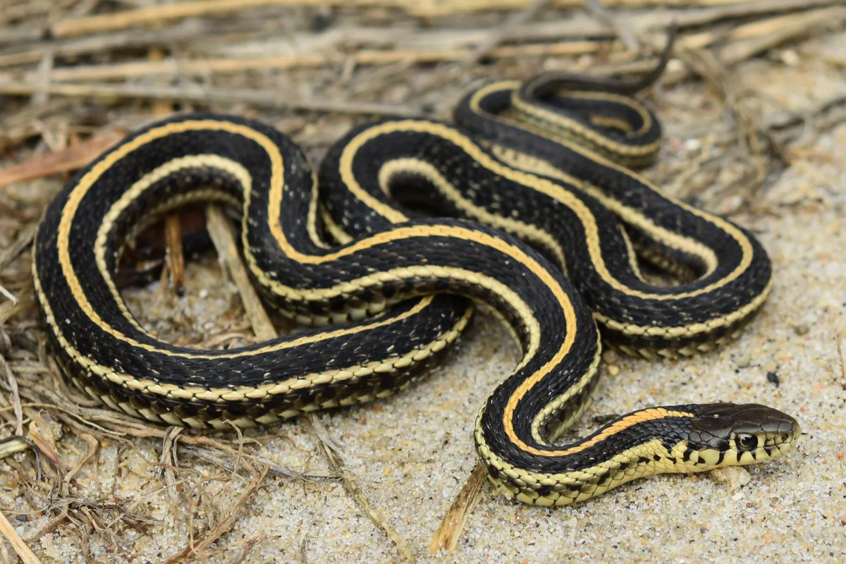 reptiles that start with q