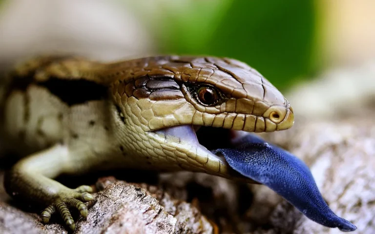 reptiles that start with s