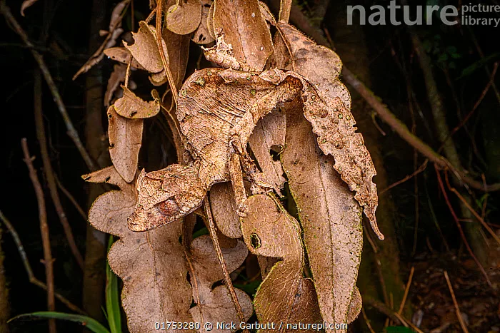 reptiles that start with u